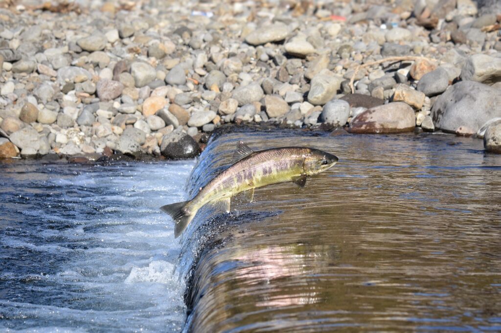 A wild salmon jumping up the river banks in an upwards river with a stone-filled background.